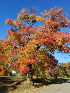 Pin oak in Fall