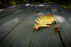 Oak Table with leaves