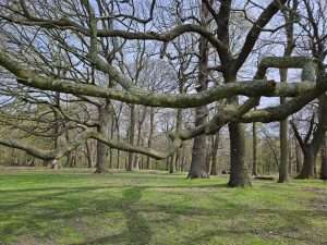 Oak Branches in Richmond Park, London