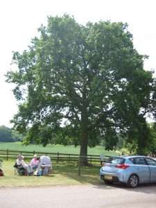 People picnicking under an oak tree