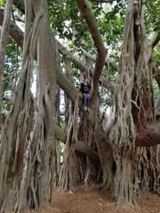 Banyan Tree with Kevin sitting in the branches, Queensland Australia