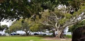 Morton Bay Fig Tree, Australia