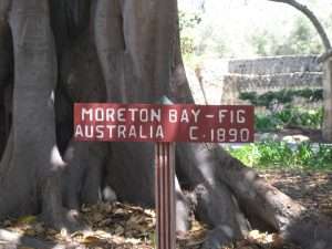 Morton Bay Fig Tree, Santa Barbara, USA