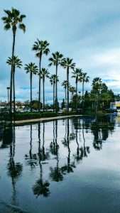 Palm Trees with Reflections