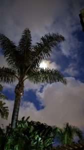 Palm Tree with Dark Sky and Moon