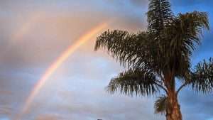 Palm Tree with Rainbow