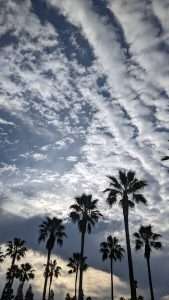 Palm Trees reaching to heaven