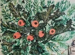 Yew fruit