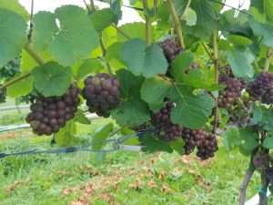 Grapes on the vine