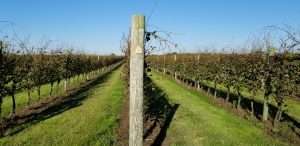 Vineyards