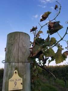 Vine with lable