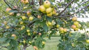 Apple Tree bearing fruit