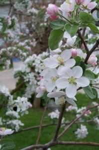 Aplle Blossom- Regaining Paradise