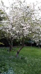 Apple Tree with Blossom in Bedford orchard