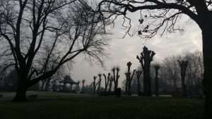 Dark woody scene