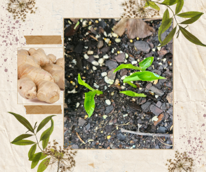 Ginger root and shoots
