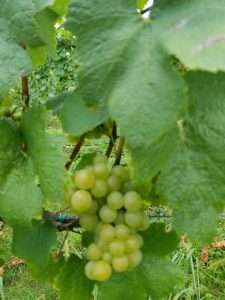 Bunch of green grapes