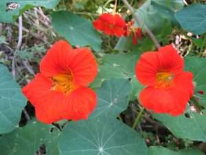 Nasturtiums, beauty in our backyard